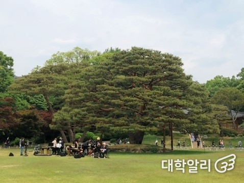 녹지원에 위치한 커다란 반송 / 사진=류효림 기자